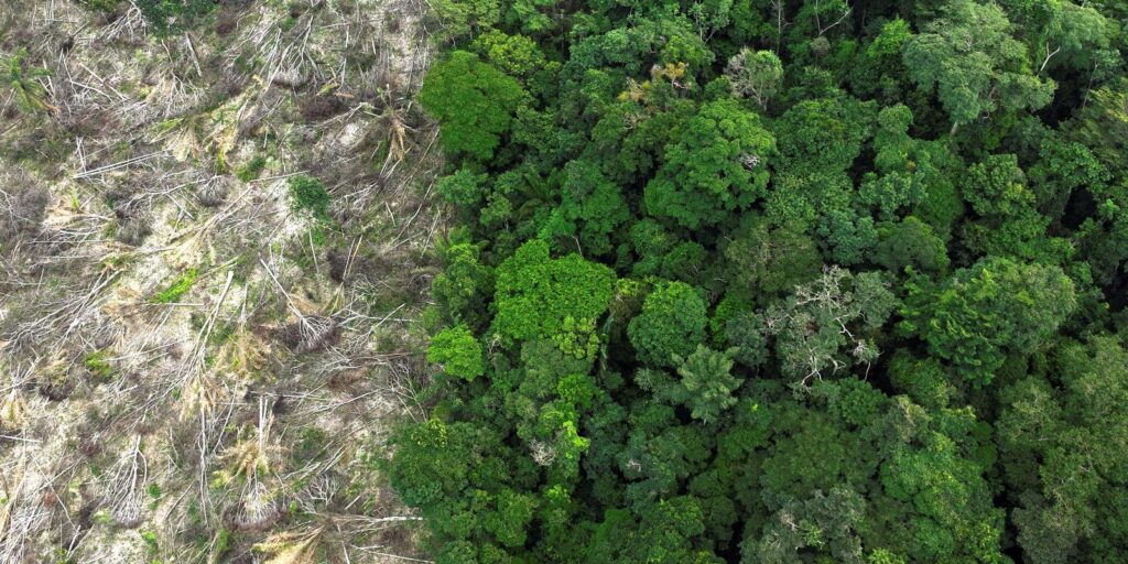 desmatamento-na-amazonia-registra-a-menor-taxa-em-11-anos